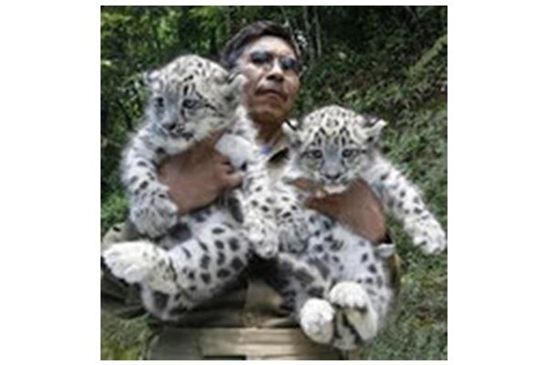 Can GPS Help Save India’s Endangered Snow Leopards?